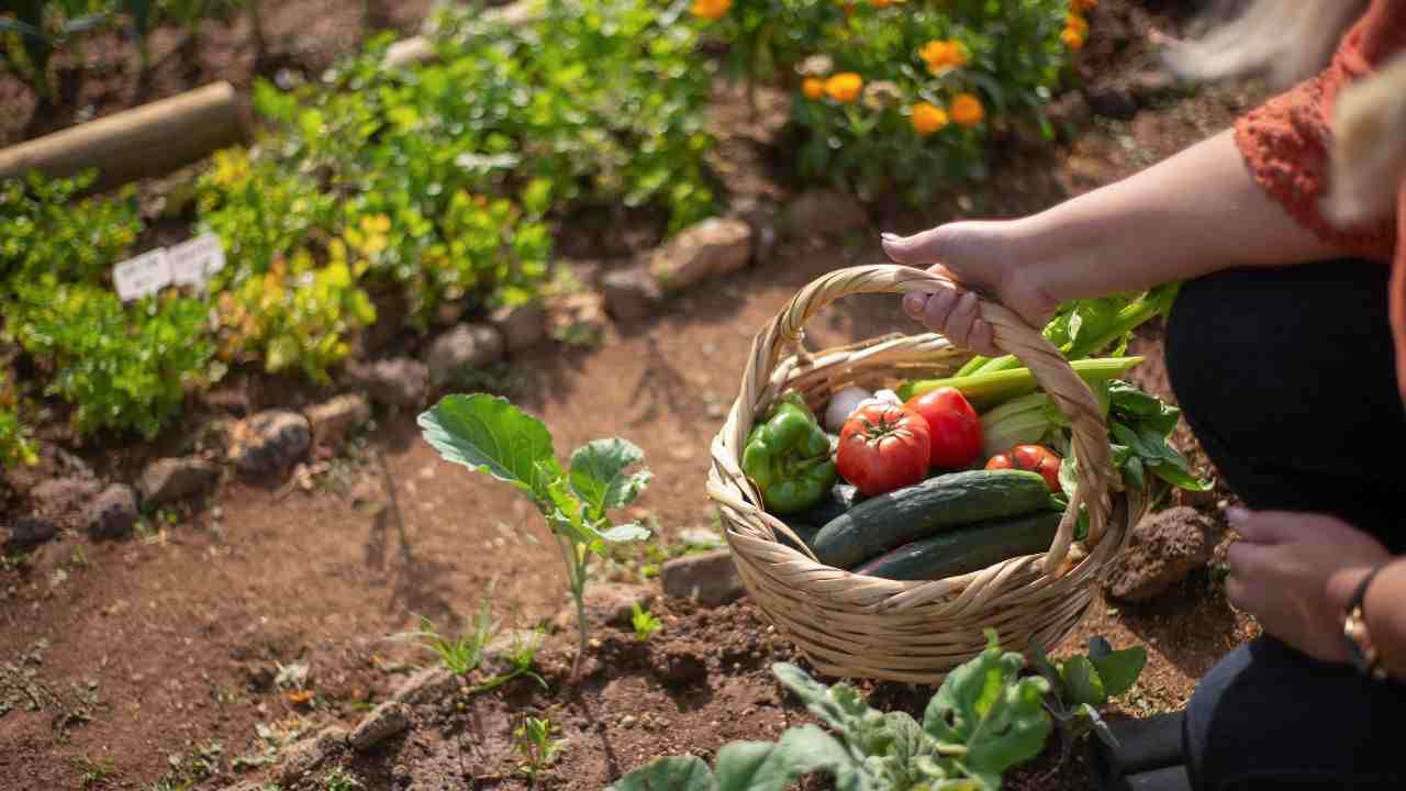 pericoli nell'orto