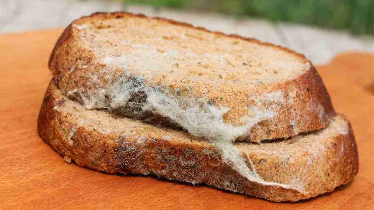 Che conseguenze ci possono essere nel mangiare del cibo con la muffa