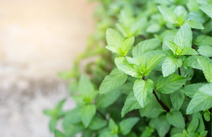 Latte e menta fa bene alla salute con la ricetta fatta in casa