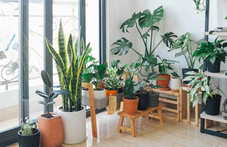 Come avere aria pulita in casa con le piante