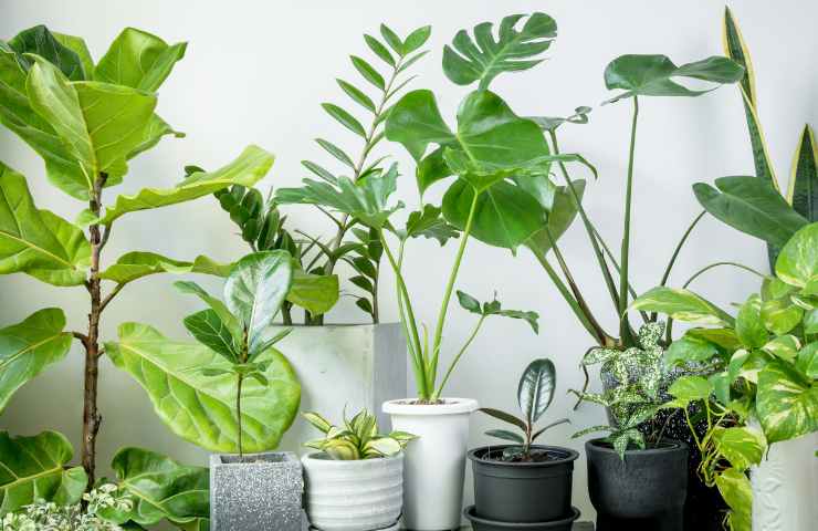 Come avere aria pulita in casa con le piante