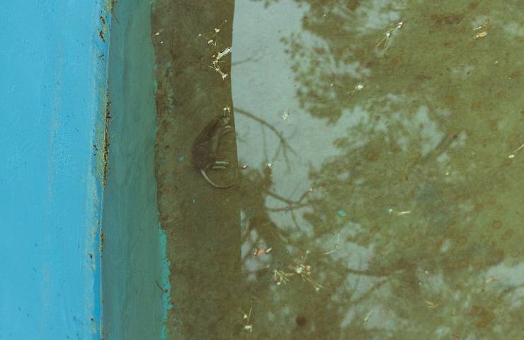 Non entrare in piscina quando l'acqua è così