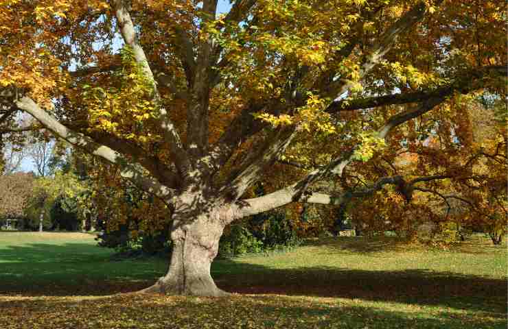 La luce dei lampioni al led fa male agli alberi