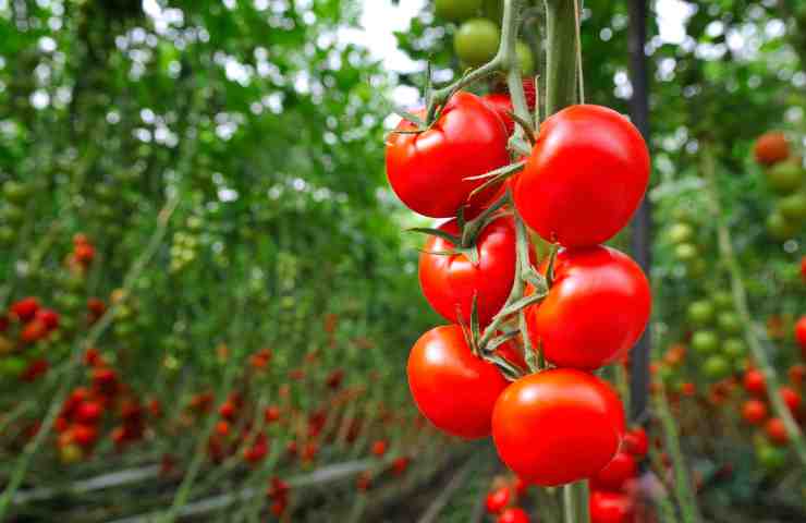 Pomodori sì o no