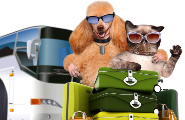 Andare in vacanza con cane o gatto fa bene