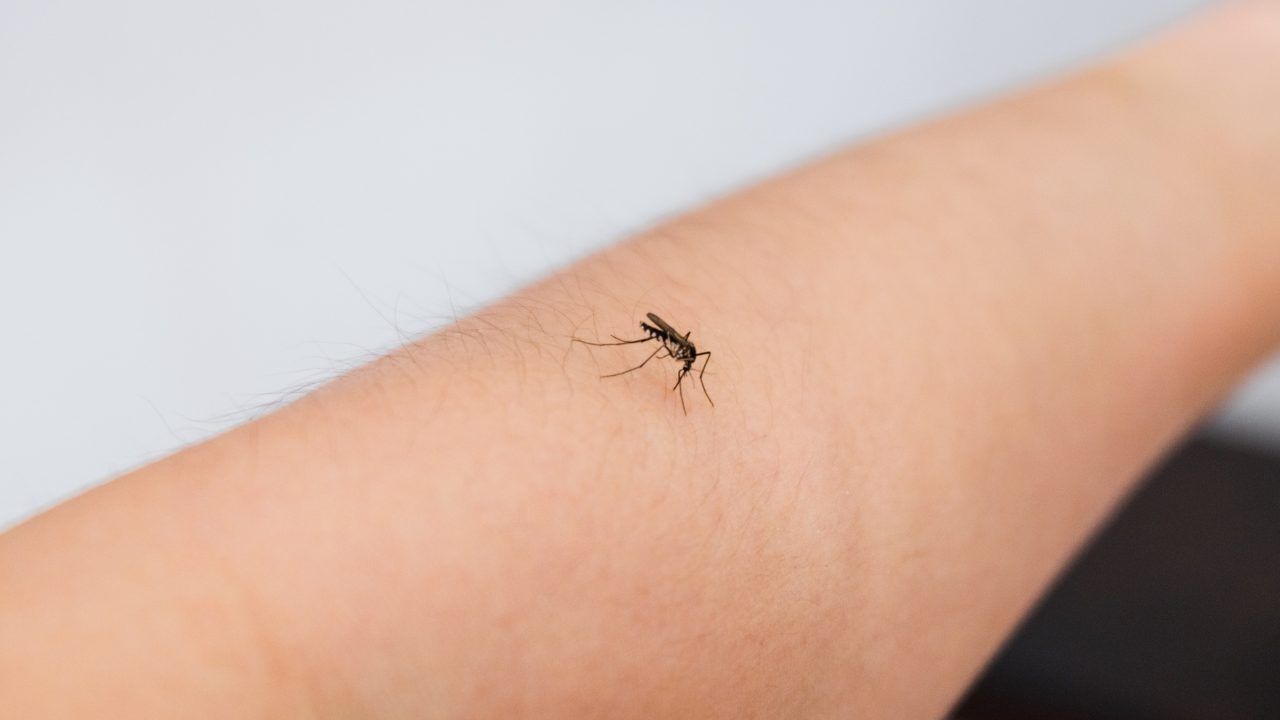 Come alleviare il prurito da puntura di zanzara