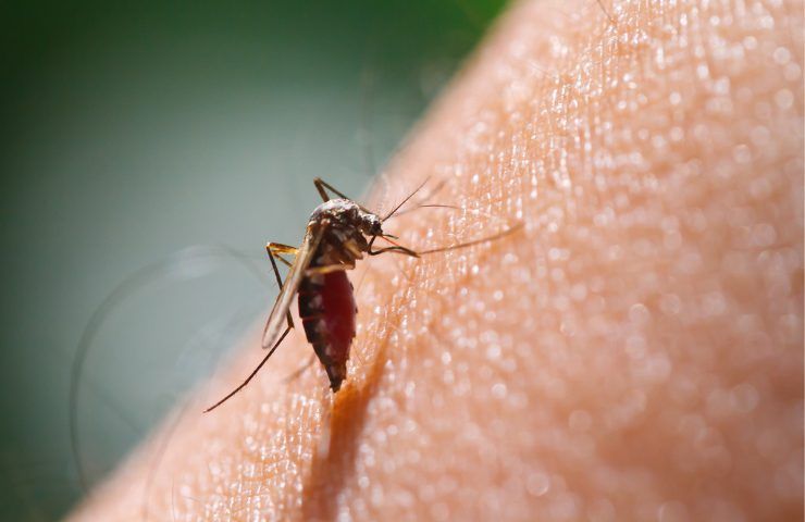 Come alleviare il prurito da puntura di zanzara
