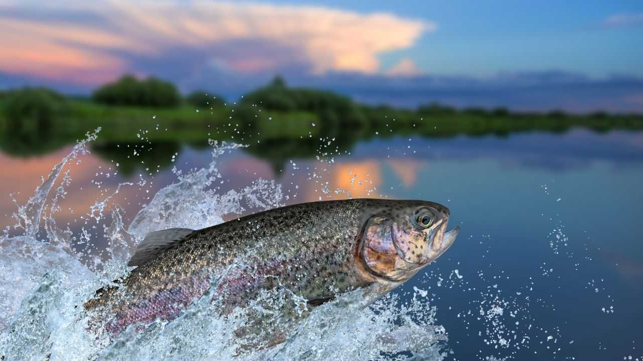 pesce buono proprietà