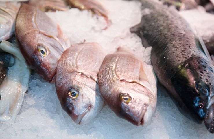 pesce azzurro benefici