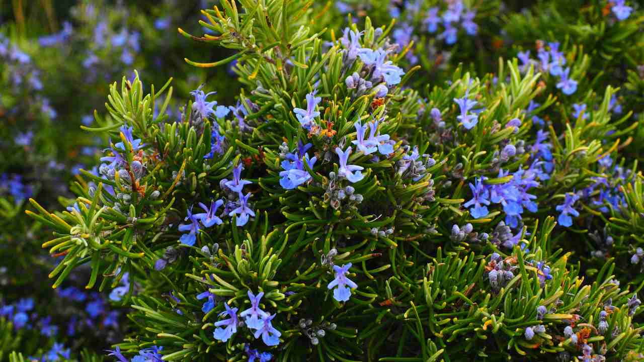 sacchetto di rosmarino e olio essenziale