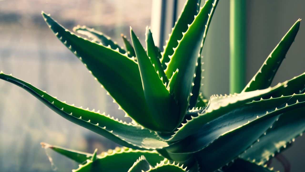 Aloe Vera pianta