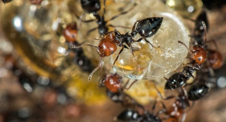 Miele proprietà australiane formiche