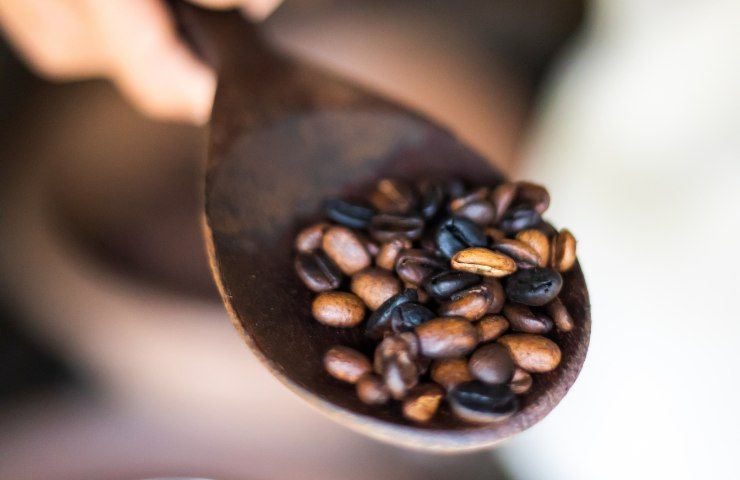Qual è il caffè più costo del mondo e che sapore ha