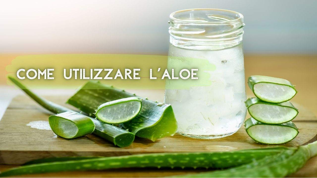 aloe vera utilizzarla