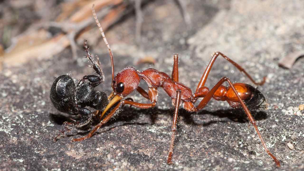 Miele formiche australiane proprietà
