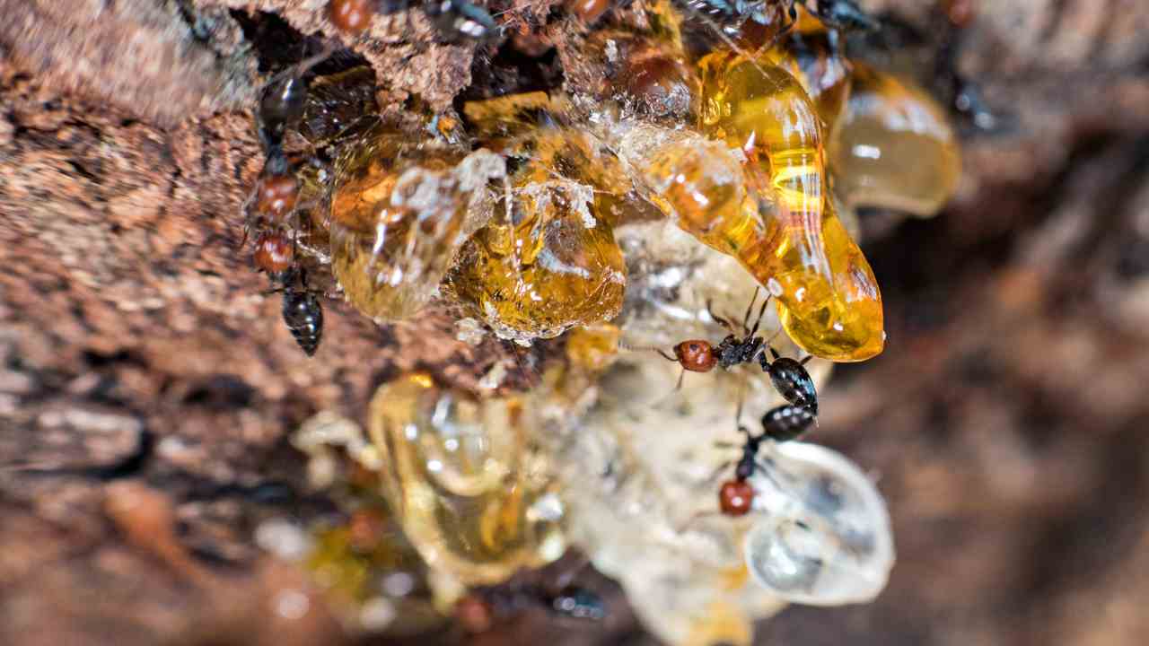 Proprietà miele formiche australiane