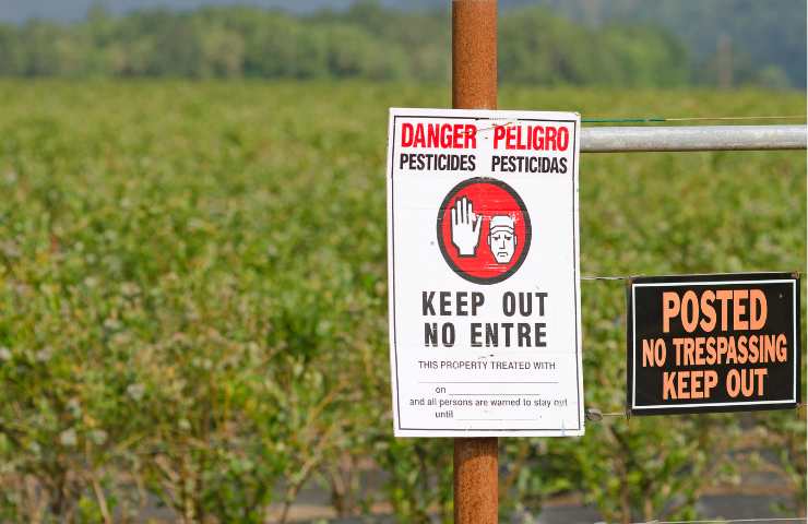 Banane e pesticidi, il test svela che compriamo dei frutti avvelenati