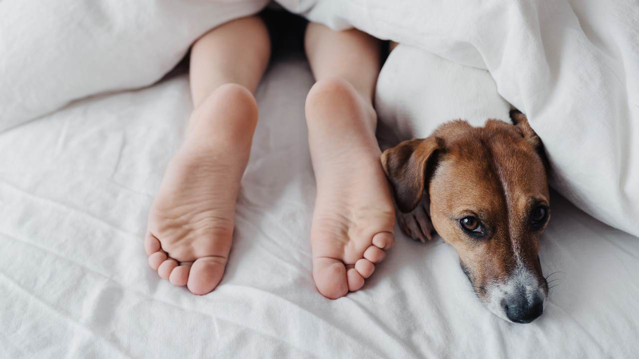 Effetti corpo dormire cane