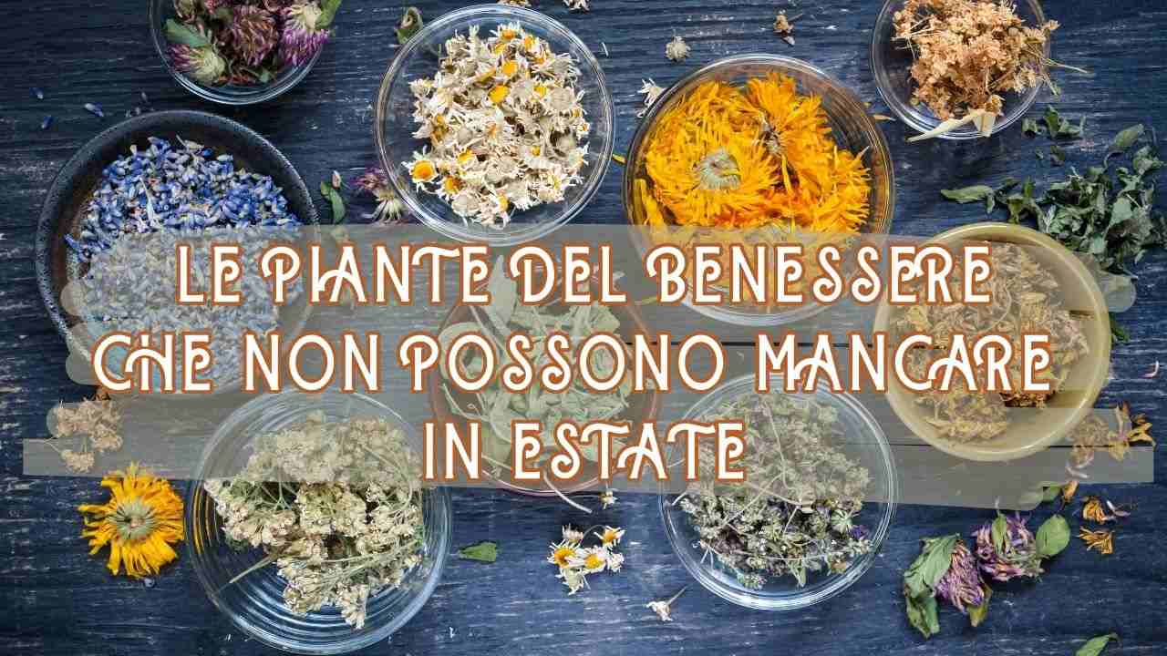 piante benessere