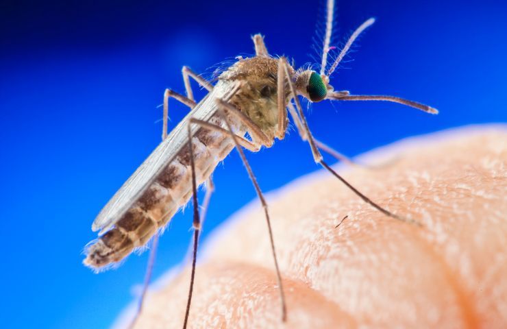Invasione di zanzare in Italia per il cambiamento climatico, è emergenza