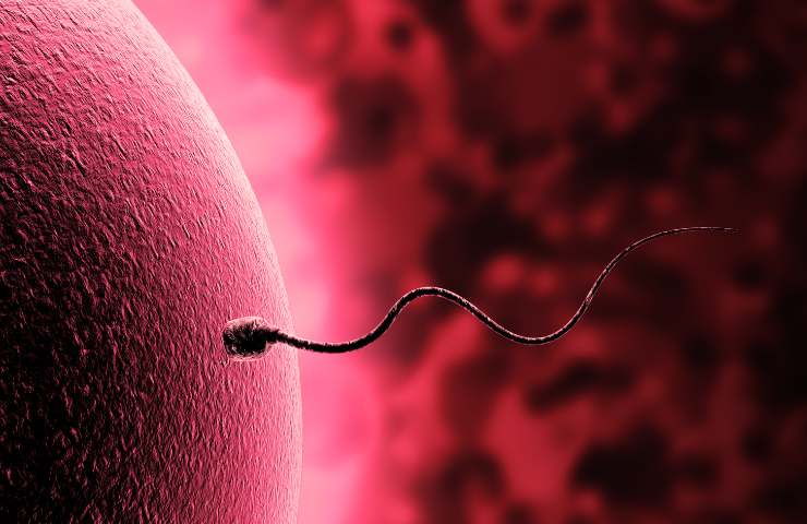 Non nasciamo dallo spermatozoo più veloce, come avviene tutto