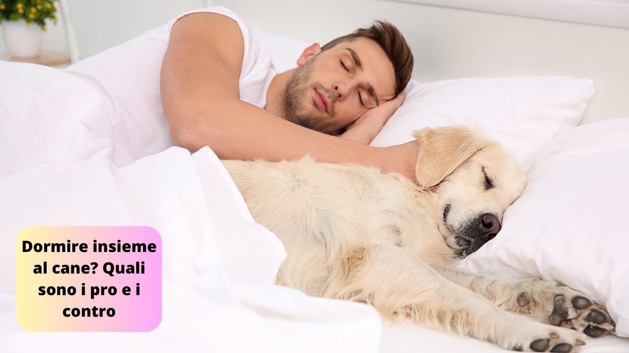 Dormire cane effetti corpo