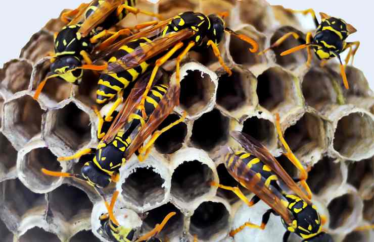 Mangia vespa viva per una sfida social