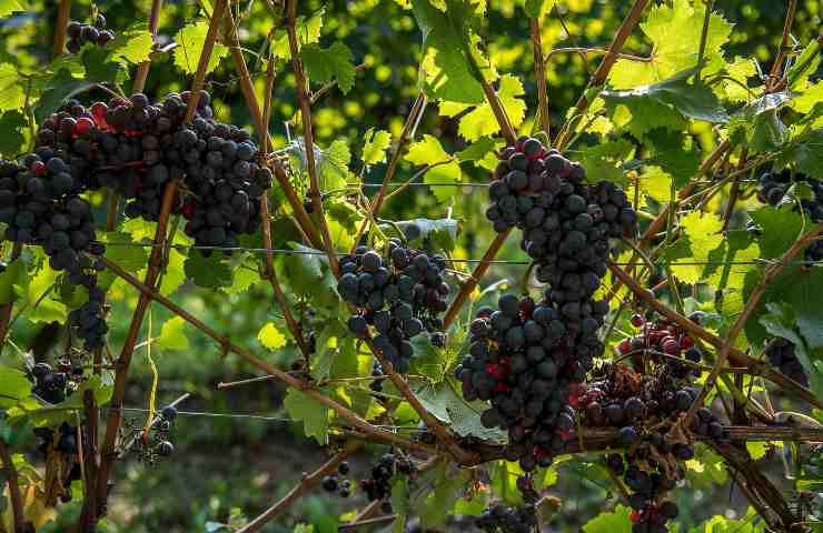 Italia superata dalla Francia nel primato mondiale di produzione di vino