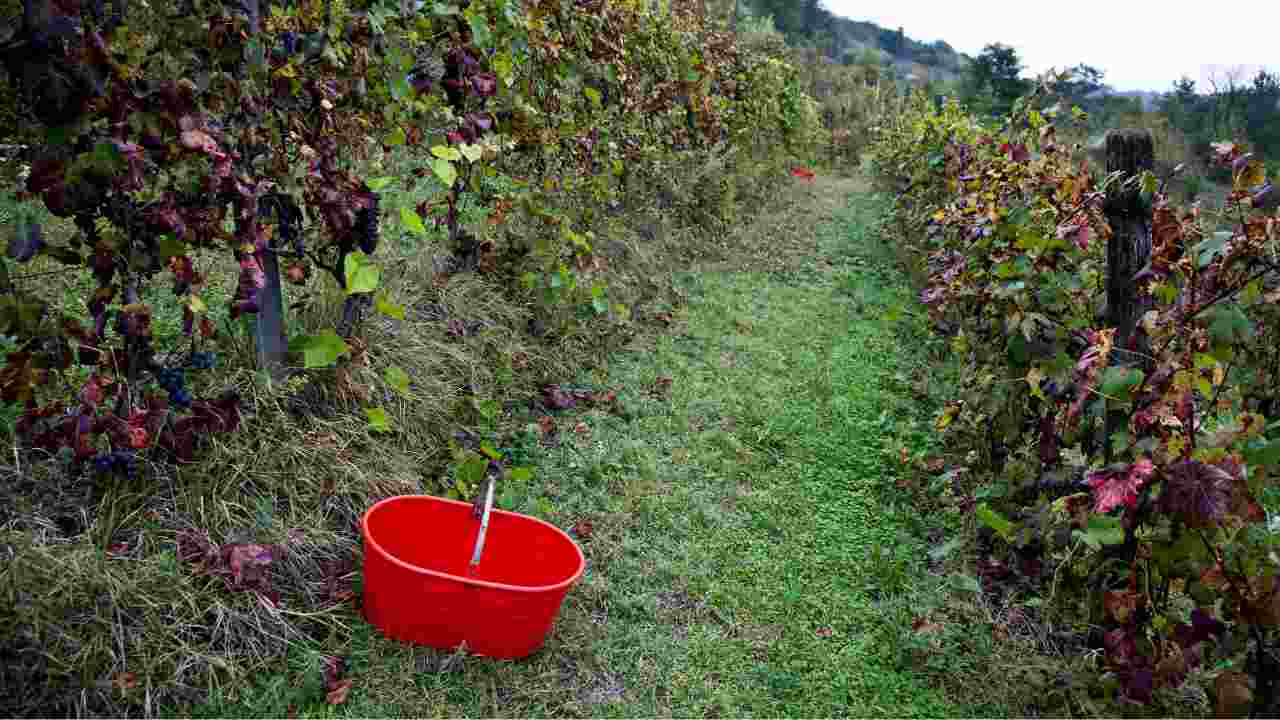 Italia superata dalla Francia nel primato mondiale di produzione di vino