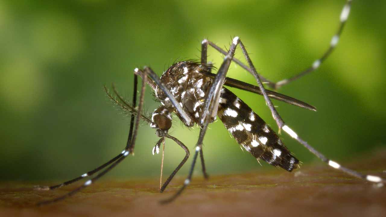 Invasione di zanzare in Italia per il cambiamento climatico, è emergenza