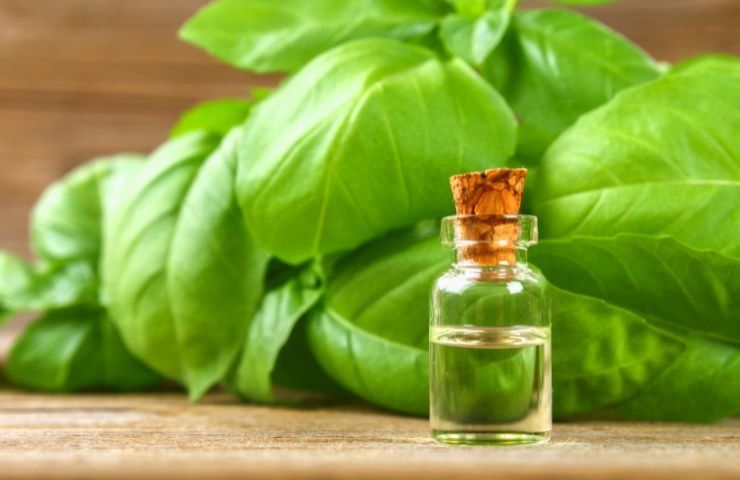olio di basilico