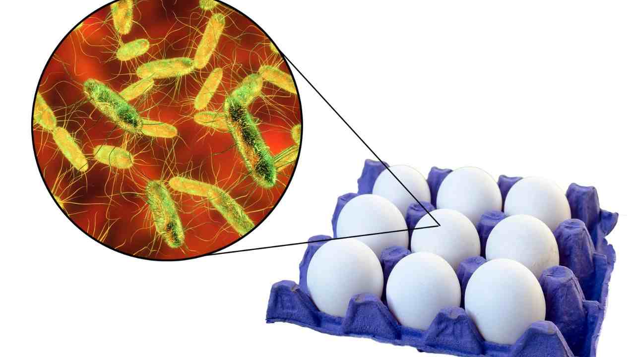 salmonella come si prende