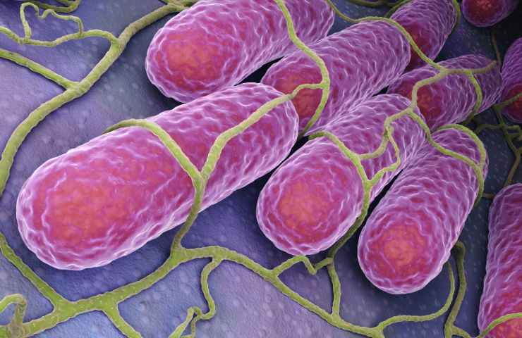 salmonella infezione