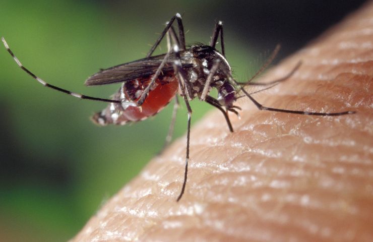 rimedi febbre dengue