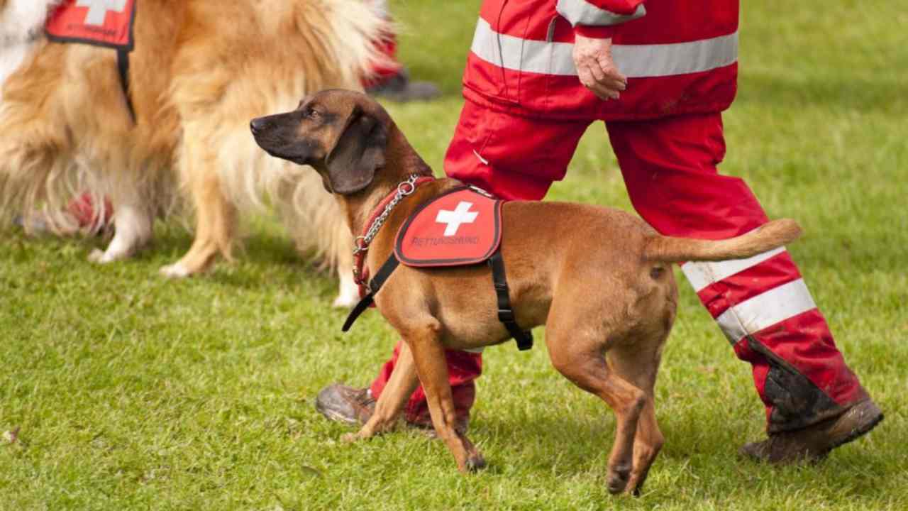 Cane capace di scovare la malattia