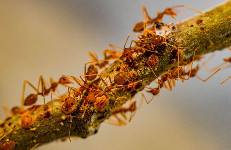 Formiche che mangiano