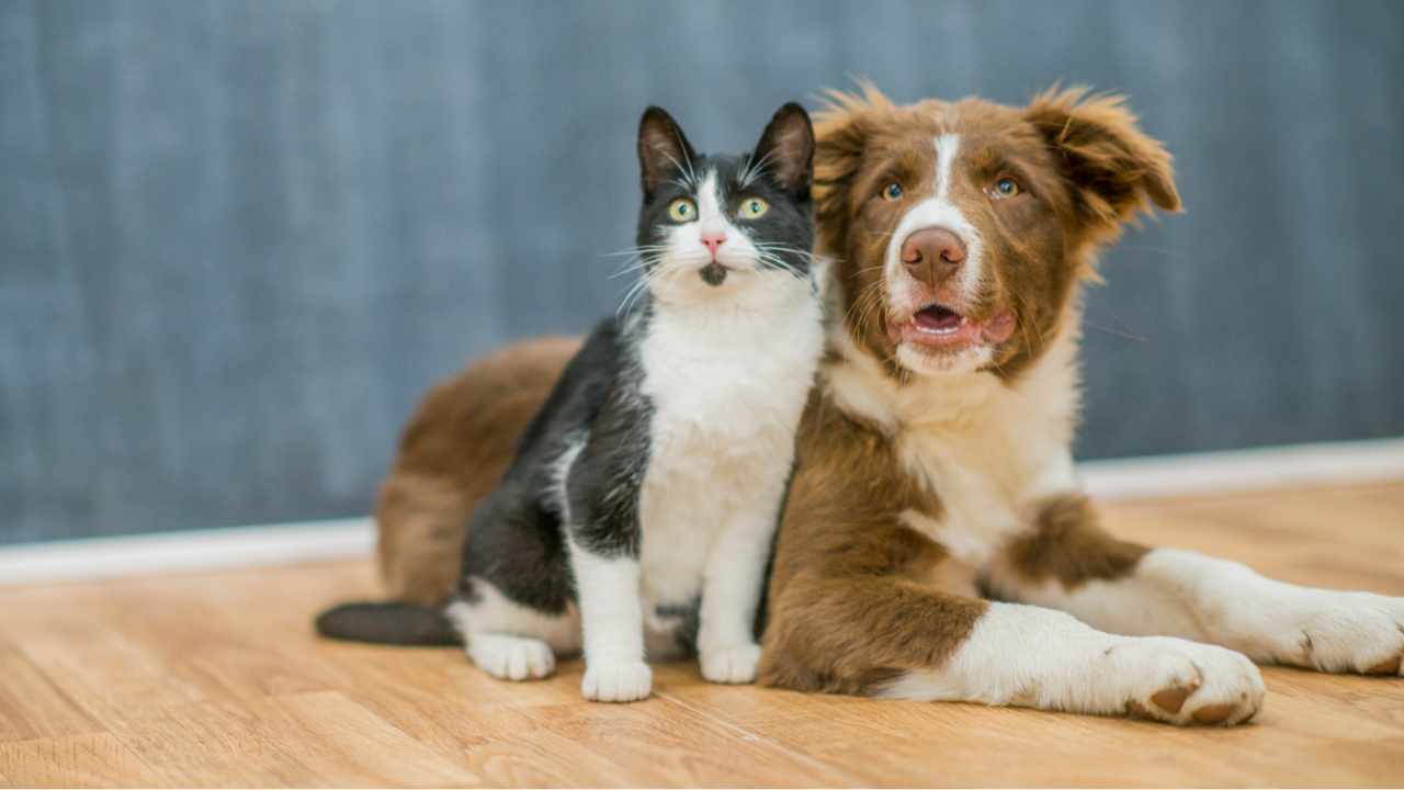 Perché cani e gatti vivono molto meno di noi? La risposta