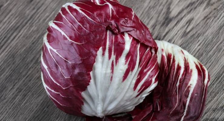 Gravidanza mangiare radicchio