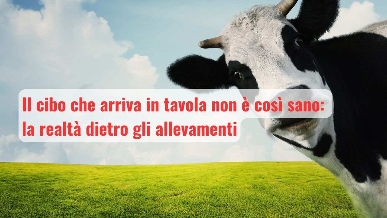 realtà allevamenti