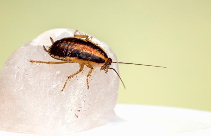 Latte di scarafaggio che sapore ha