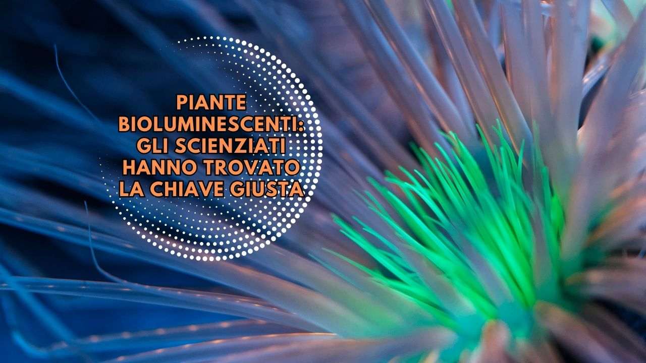 piante luminescenti