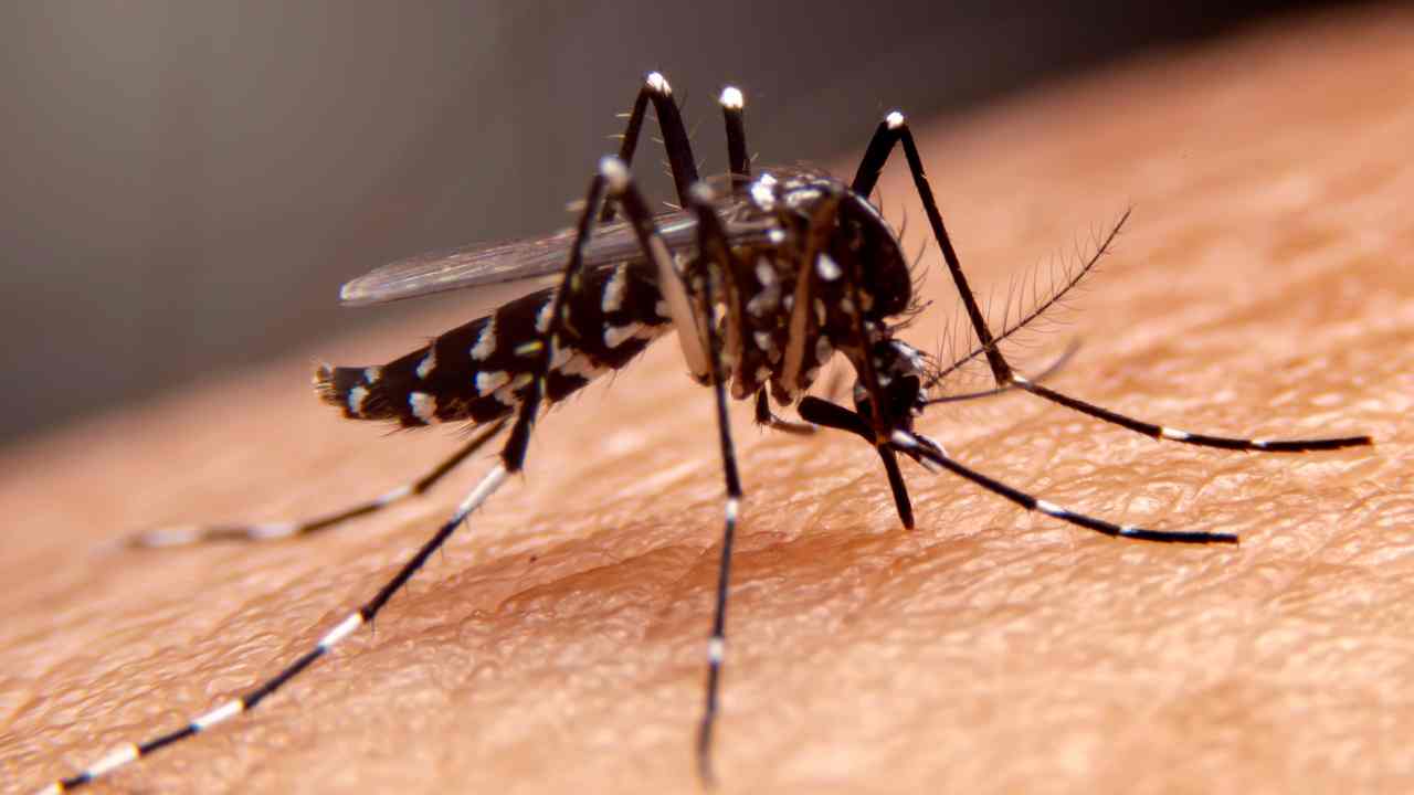 Febbre Dengue nel Lazio casi in aumento
