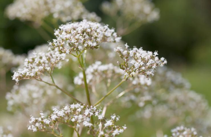 valeriana