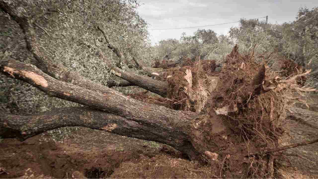 Xylella situazione oggi