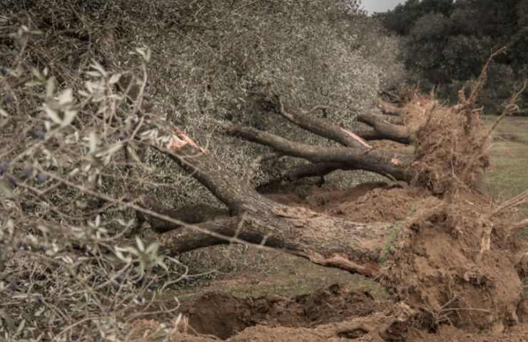 batterio infesta alberi Puglia