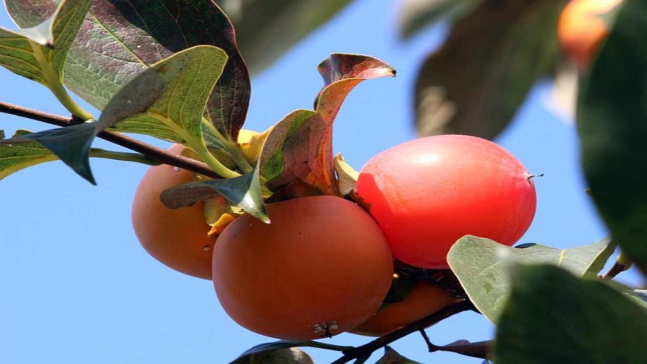 Frutta di ottobre