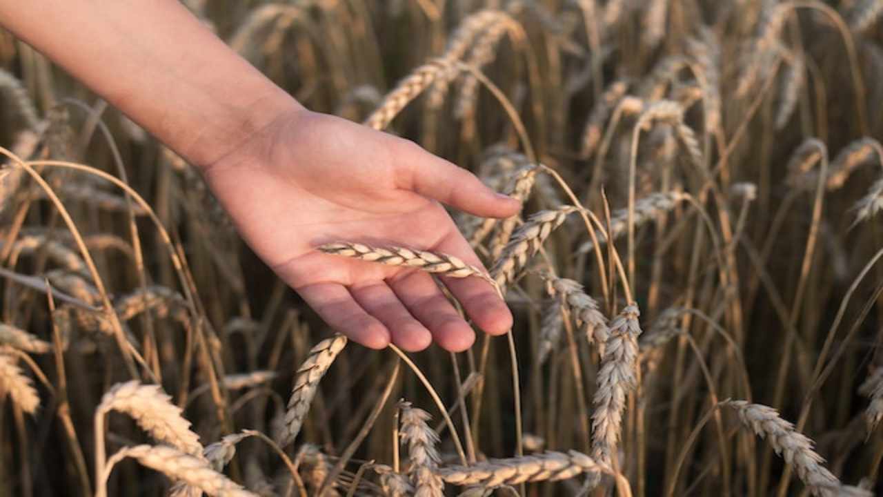 Grani antichi: vantaggi, caratteristiche e proprietà