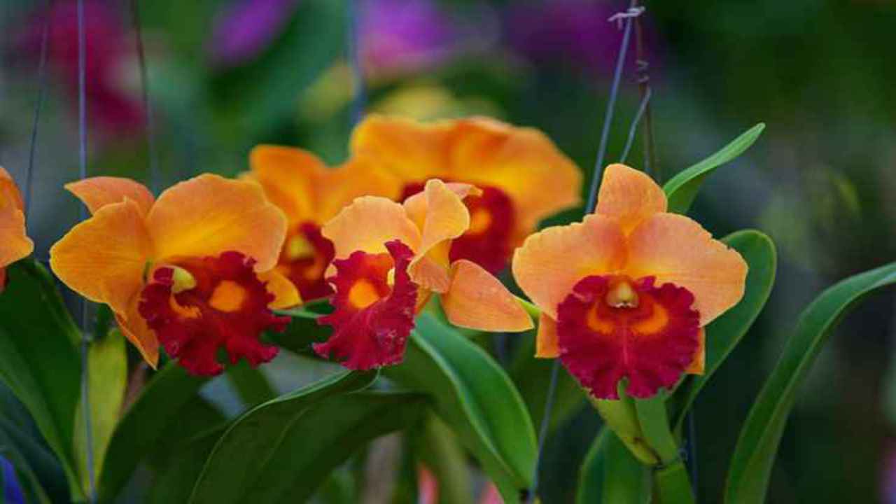 quanto innaffiare orchidea