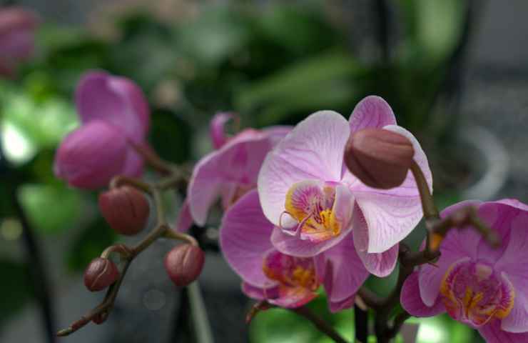 curare orchidea consigli