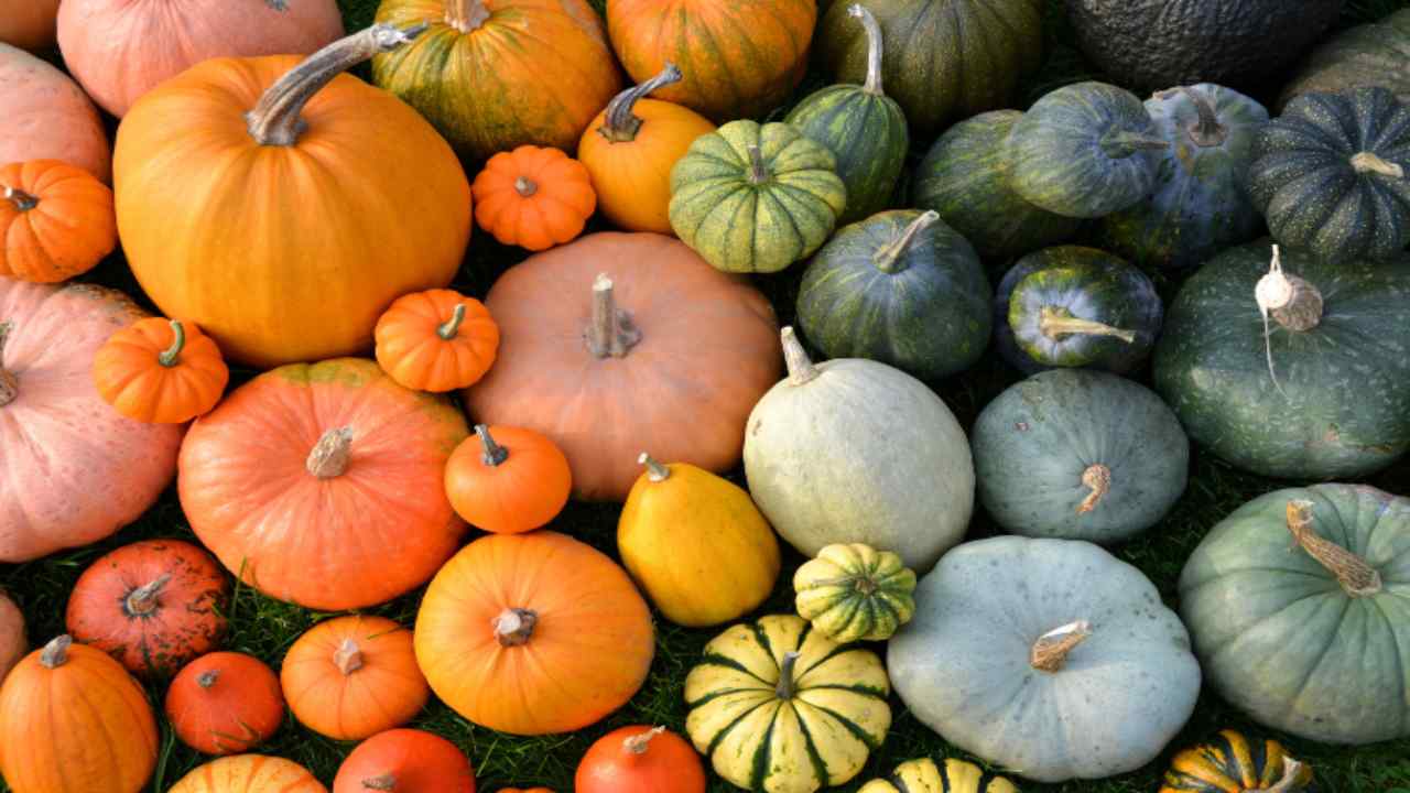 benefici zucca